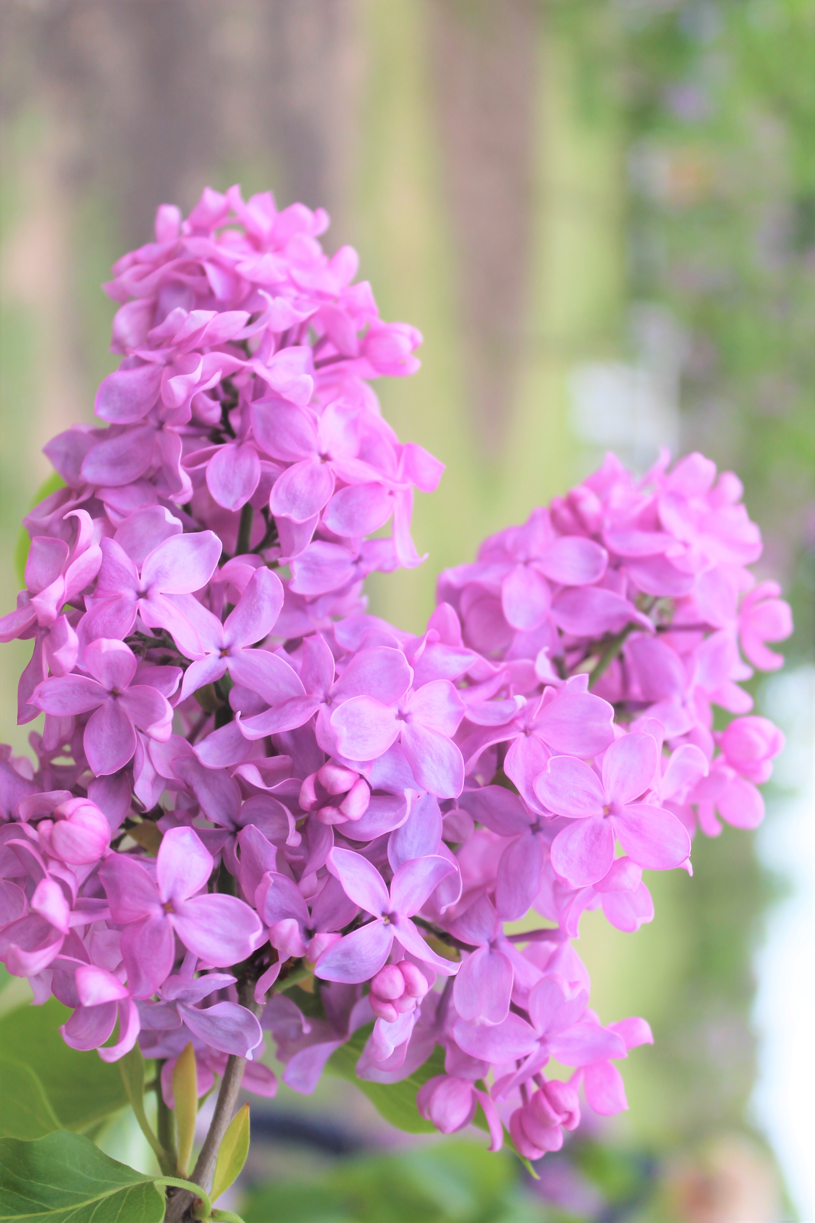 ''Peerless Pink'' Syringa vulgaris